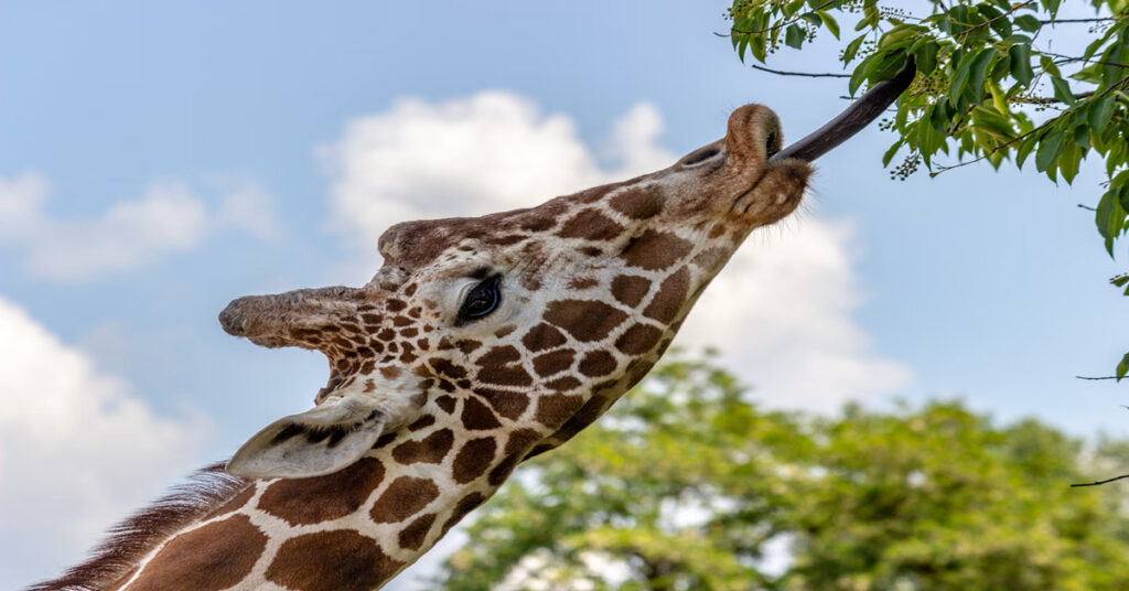 Cheyenne Zoo