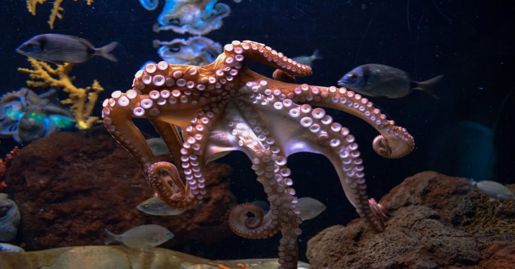 Octopus Farm